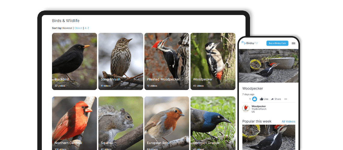 bird-recognition-app-businessware-technologies