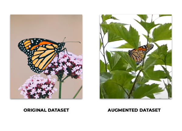 Butterfly AI - Image Recognition And Classification For Insect ...